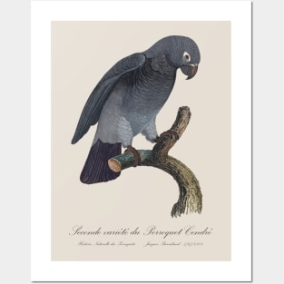 Timneh African Grey Parrot  / Seconde variete du Perroquet Cendre - 19th century Jacques Barraband Illustration Posters and Art